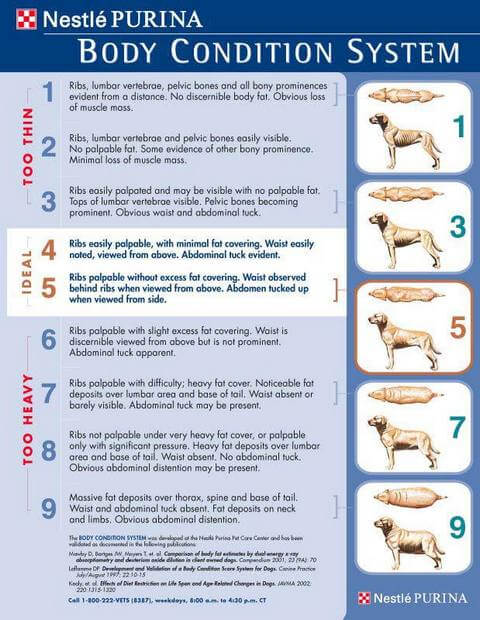 Mixed Breed Growth Chart: How Big Will Your Mixed Breed Dog Get? - Pet News  Daily