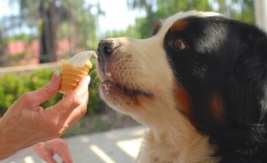 Can Dogs Eat Cheese and Ice Cream? | Dog Food Advisor