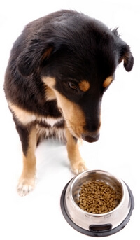 Canned or Dry Dog Food - What's the 