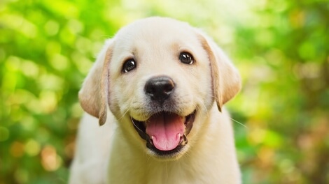 top breed puppy ingredients