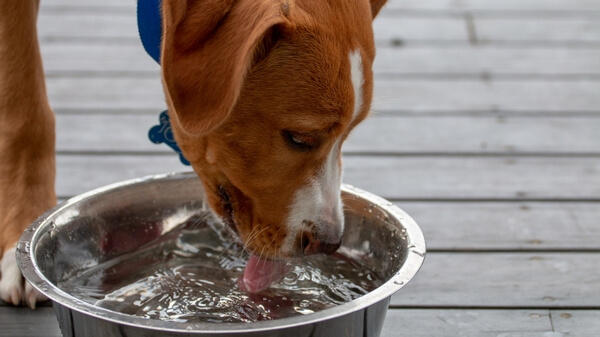 8 Tips To Keep Your Dog's Water Dish Fresh & Clean