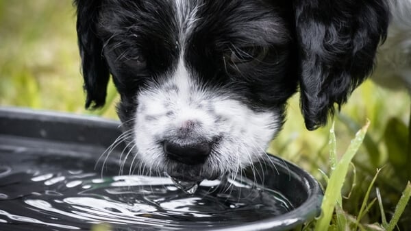 PEDAY Large Dog Water Bowl