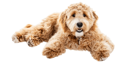 Tips To Achieve Ideal Weight For Dog - IAMS™ Singapore