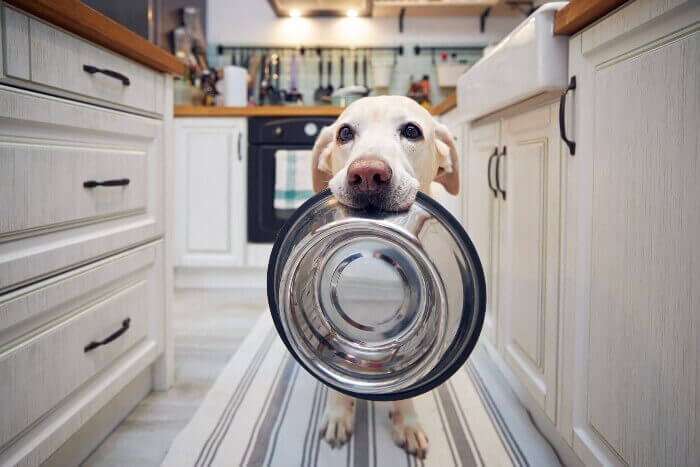 Dogs could benefit from eating table scraps, raw meat, study says
