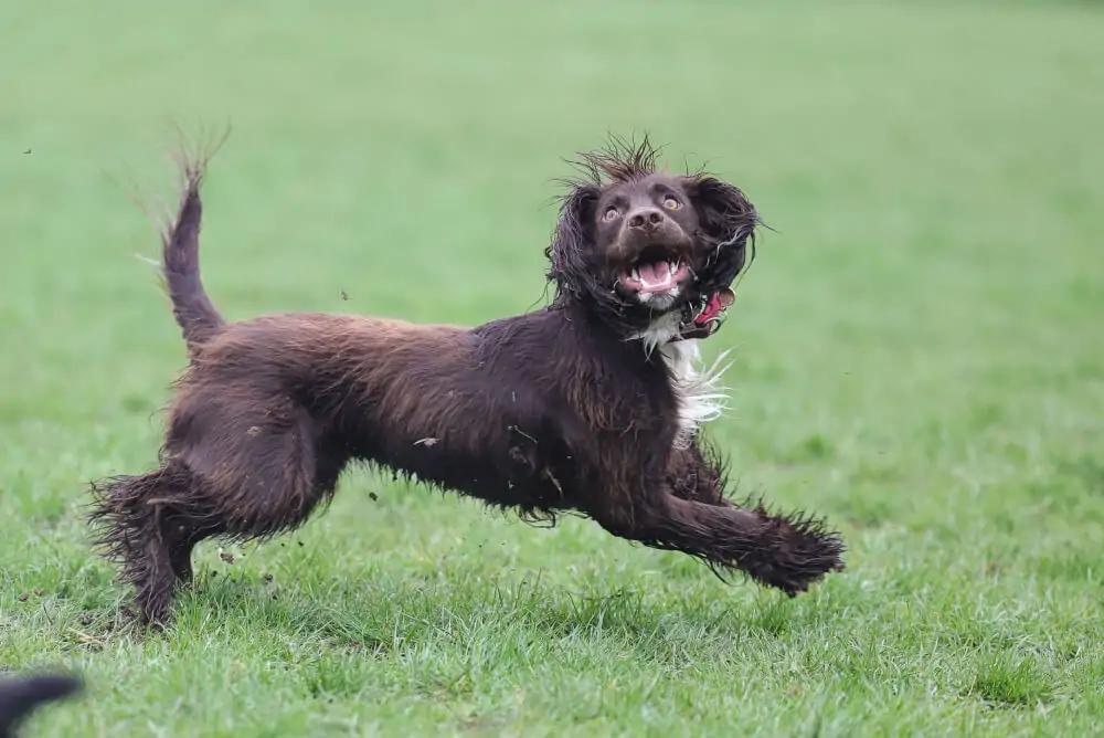 Best Dog Food for Boykin Spaniels: Top Nutrition Picks