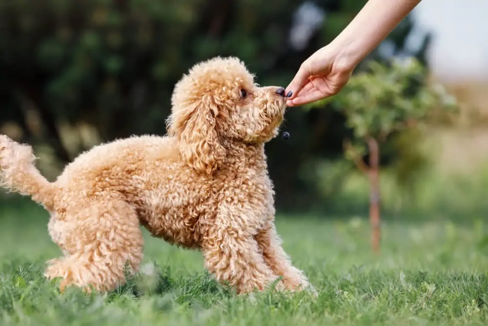 Best food for toy poodles hotsell