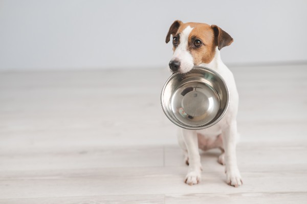 How to Clean Your Dog s Bowl Dog Food Advisor