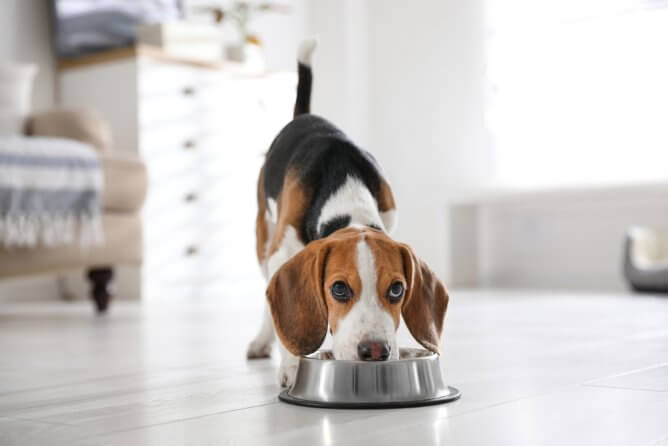 Diet Rotation for Dogs Dog Food Advisor