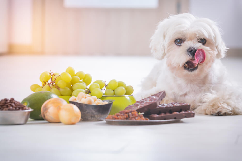 Deadly foods for dogs best sale