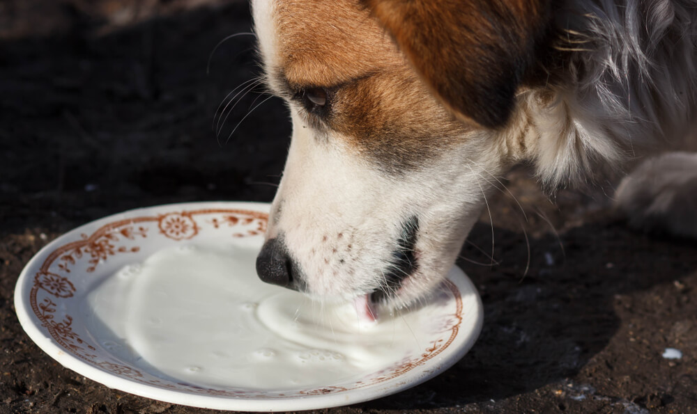 Lactose free milk for puppies best sale