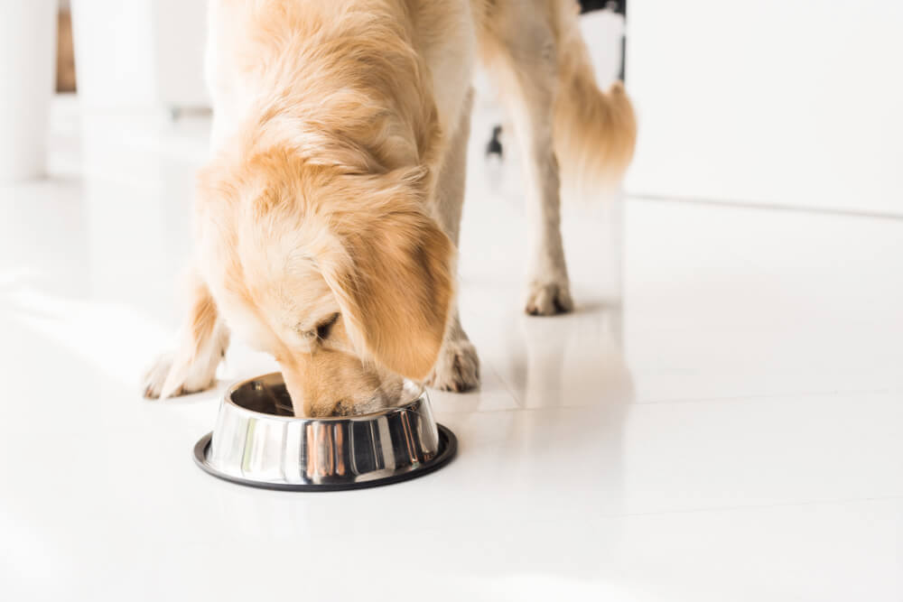 Best Dog Food Brands 2024