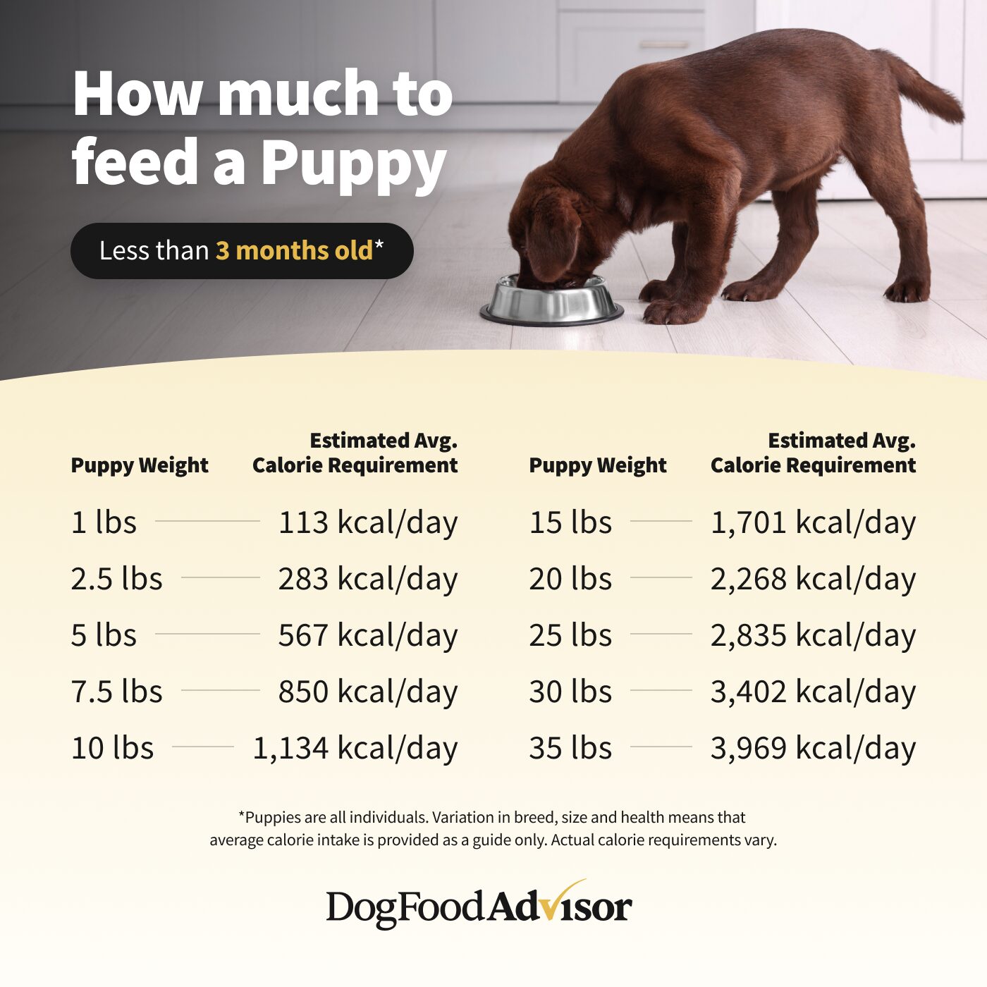 Labrador feeding chart by age best sale