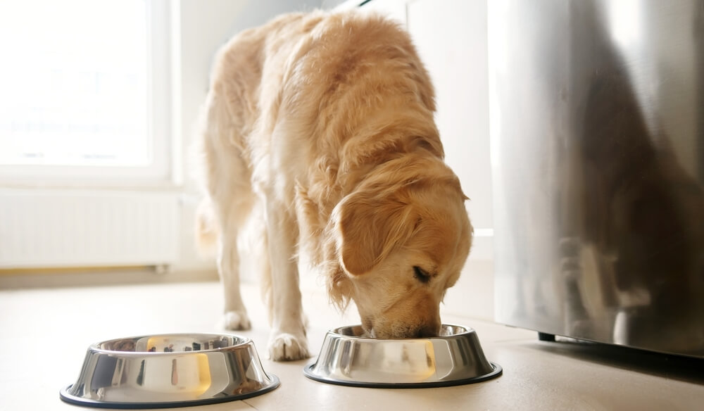 Best <strong>Limited Ingredient</strong> Dog Foods