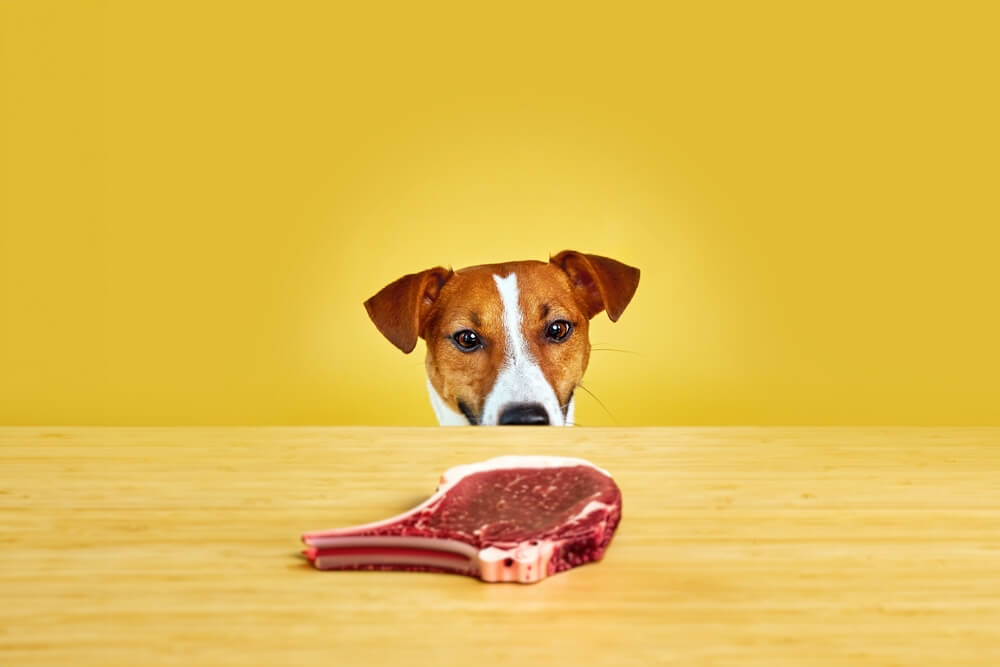 Can Dogs Eat Steak Dog Food Advisor