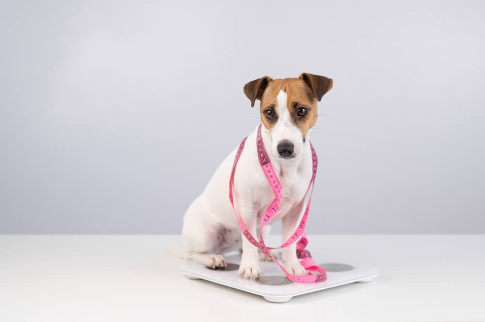 Best Dog Food for Weight Gain