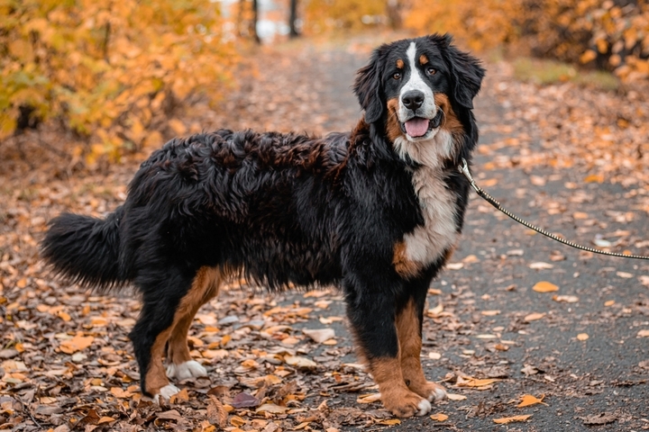 Best Dog Food for <strong>Bernese Mountain Dogs</strong>