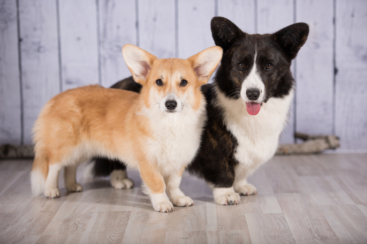 Corgi Dog Breed: Size, Personality and More