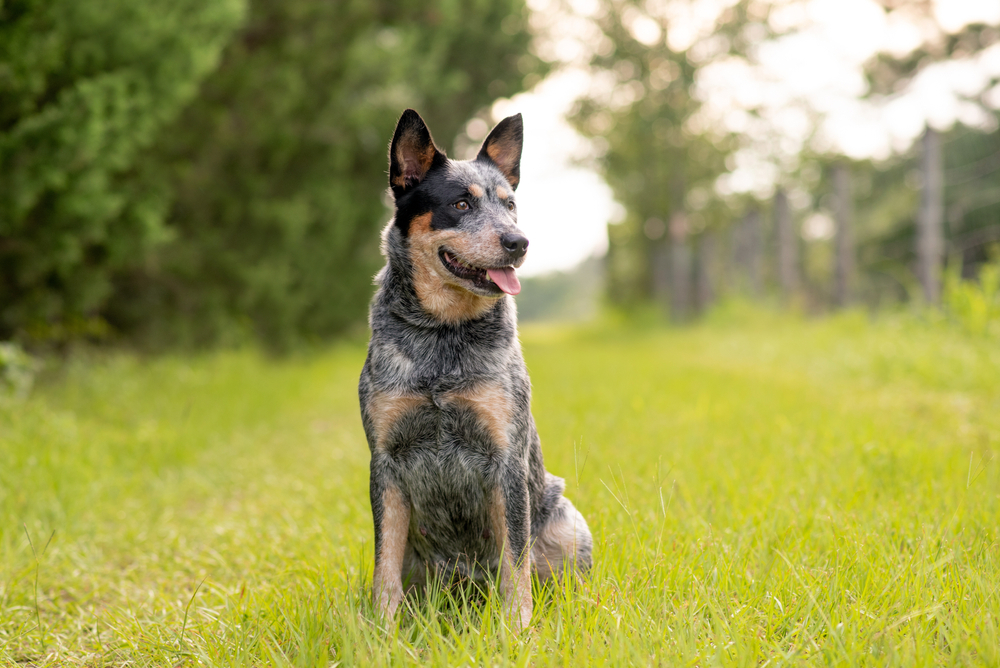 Best Dog Food for Blue Heelers