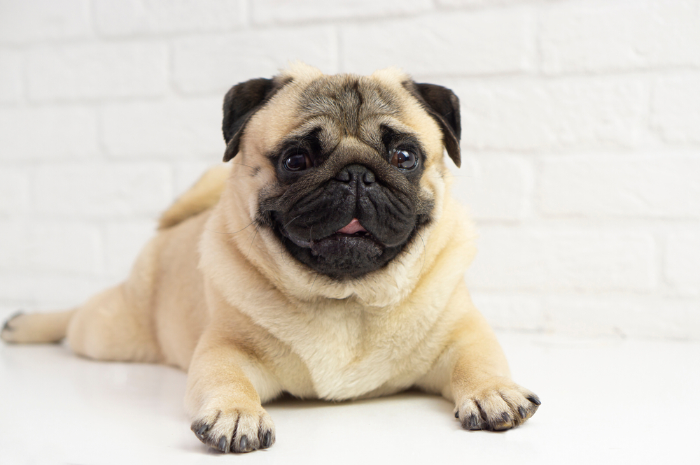 Best Dog Foods for Pugs