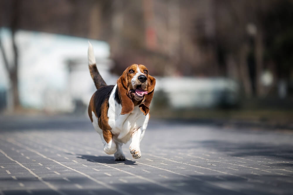 Basset Hound Dog Breed: Size, Personality and More