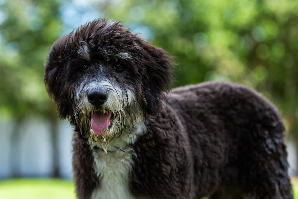 Bernedoodle Dog Breed: Size, Personality and More