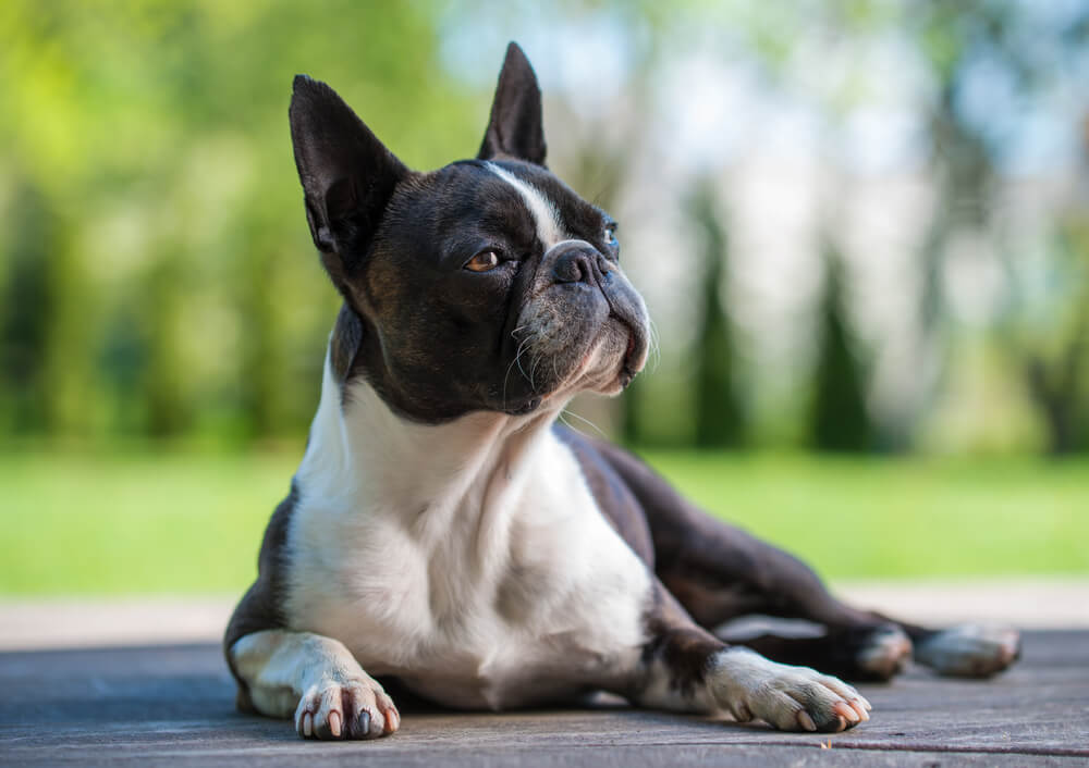 Boston Terrier Breed: Size, Personality and More