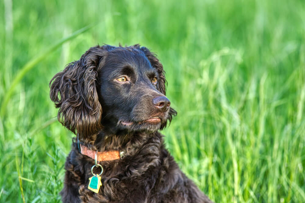 Boykin Spaniel Dog Breed: Size, Personality and More