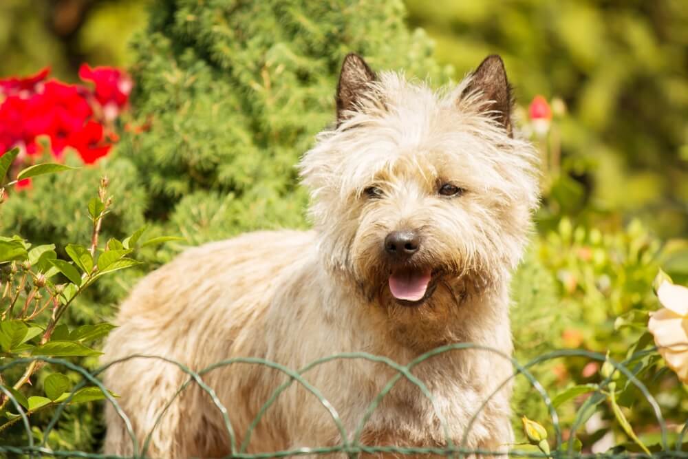 Cairn Terrier Dog Breed: Size, Personality and More