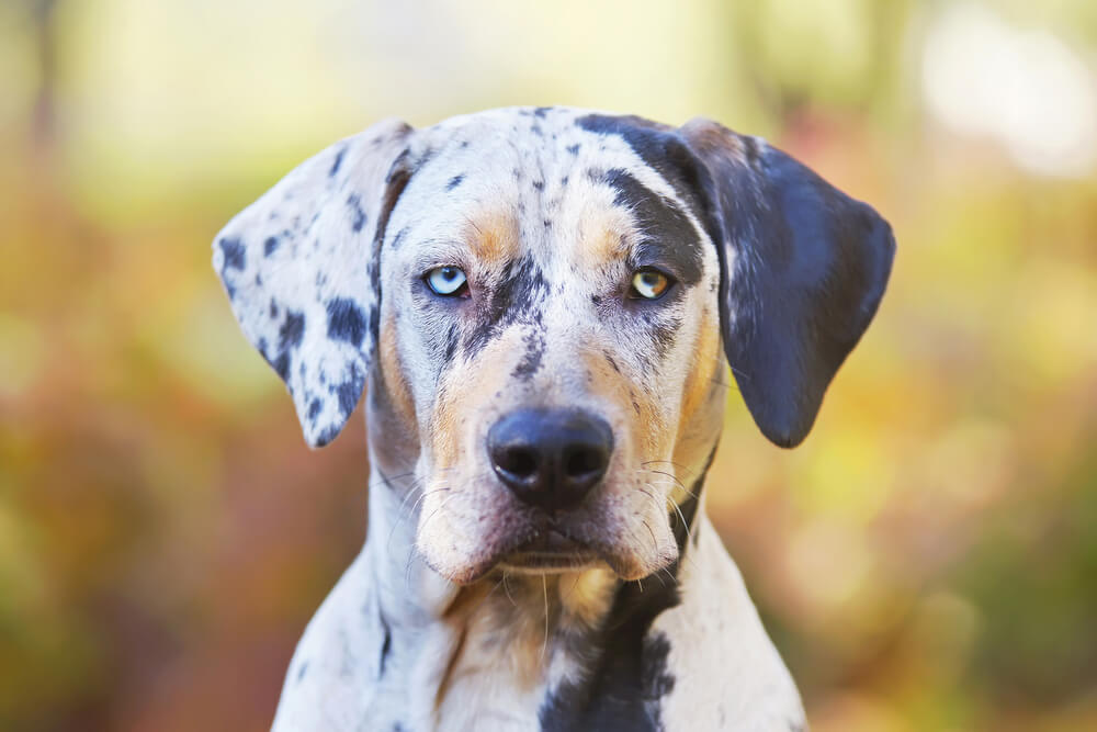 Catahoula Leopard Dog Breed: Size, Personality and More