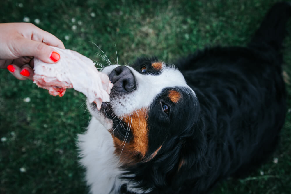 Best <strong>Turkey</strong> Dog Food