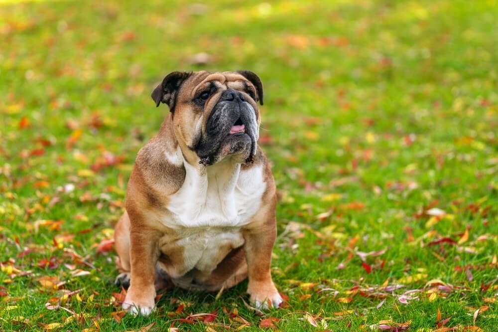 English Bulldog Dog Breed: Size, Personality and More