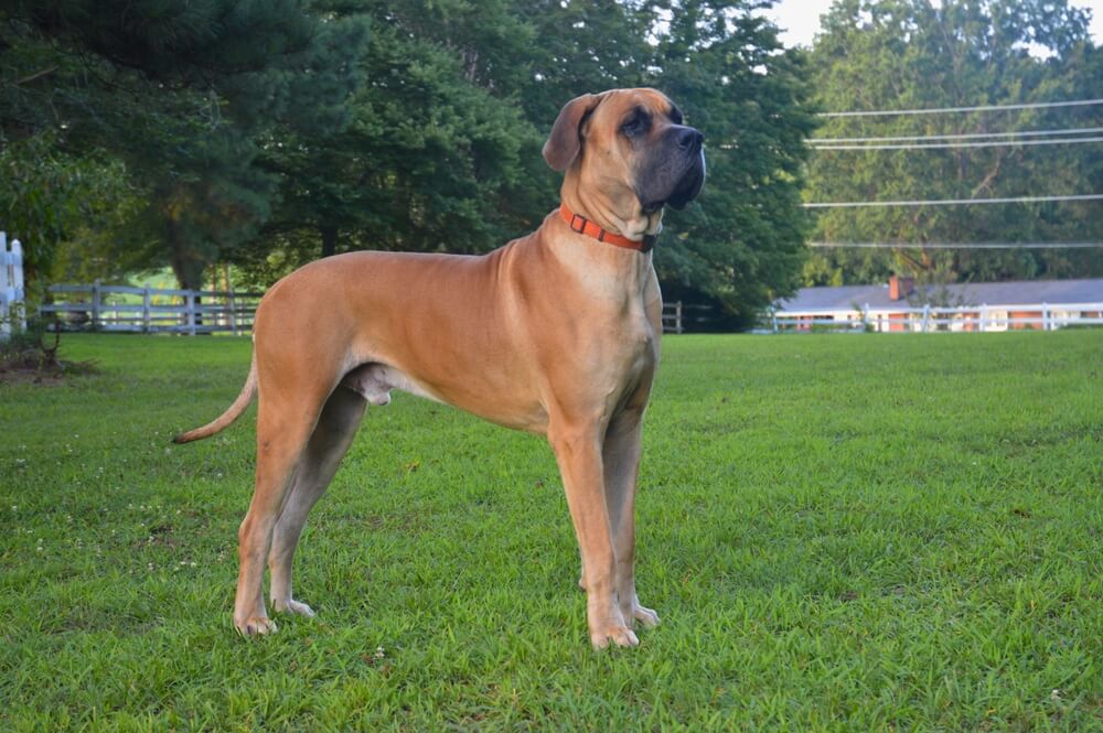 Great Dane Dog Breed: Size, Personality and More