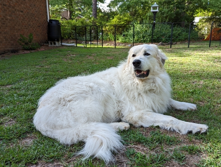 Best Dog Food for <strong>Great Pyrenees</strong>