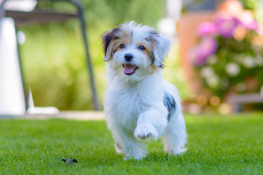 Havanese Dog Breed: Size, Personality and More