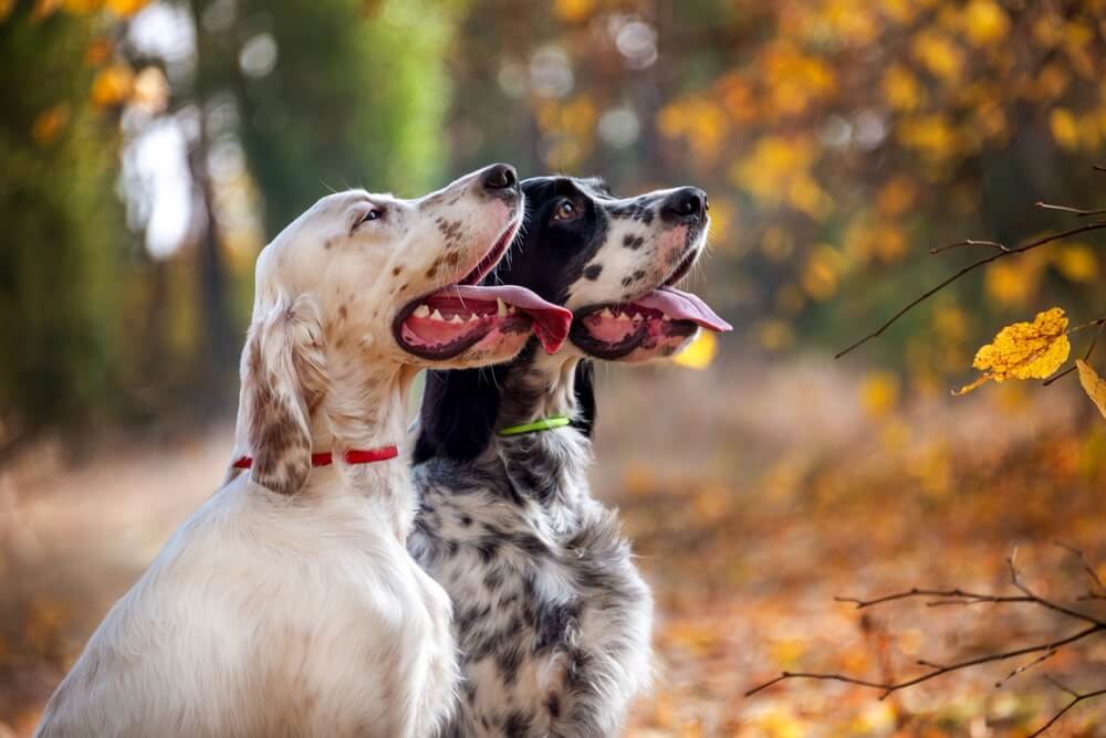 Best Dog Food for <strong>Hunting Dogs</strong>