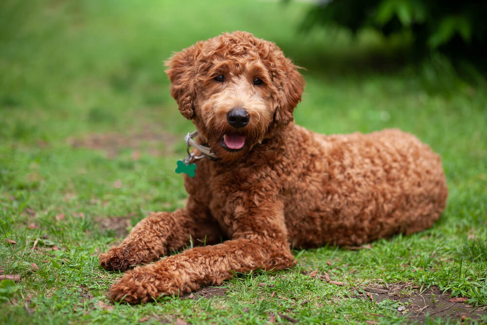 Labradoodle Dog Breed: Size, Personality and More