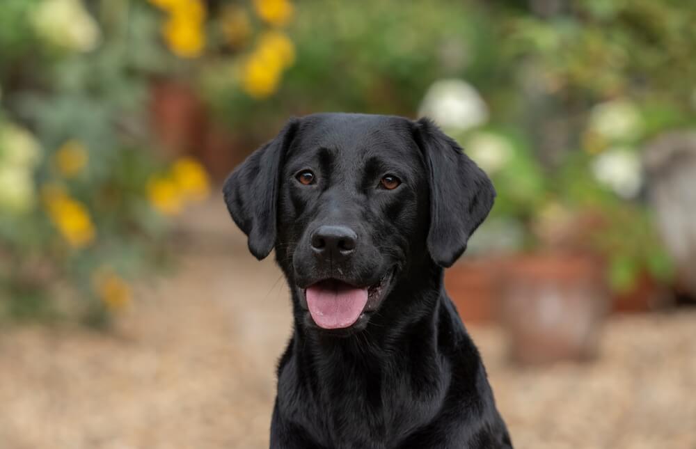 Labrador Retriever Dog Breed: Size, Personality and More