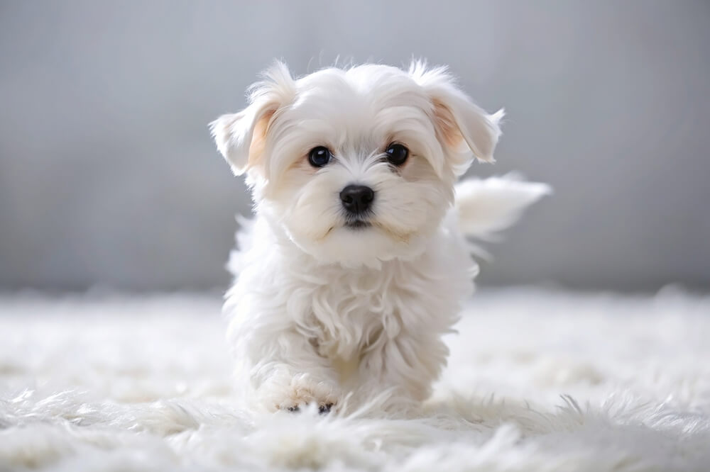 Maltese Dog Breed: Size, Personality and More