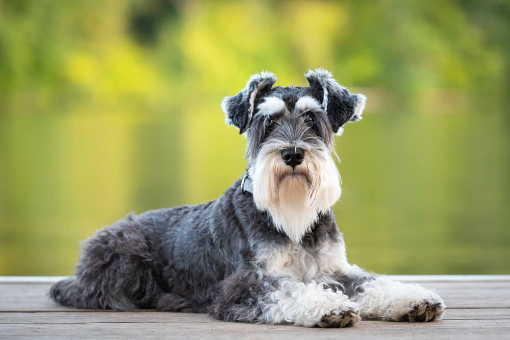 Miniature Schnauzer Dog Breed: Size, Personality and More