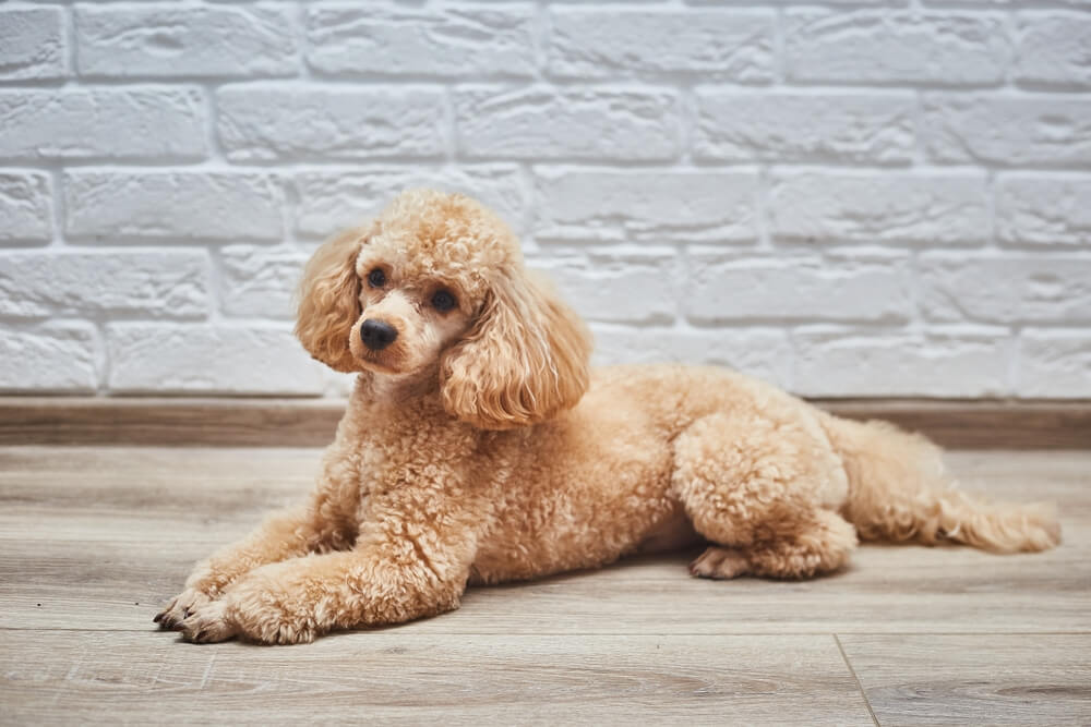 Poodle Dog Breed: Size, Personality and More