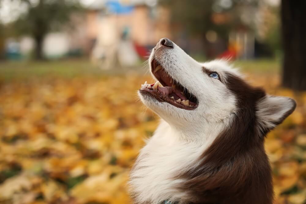 Siberian Husky Dog Breed: Size, Personality and More