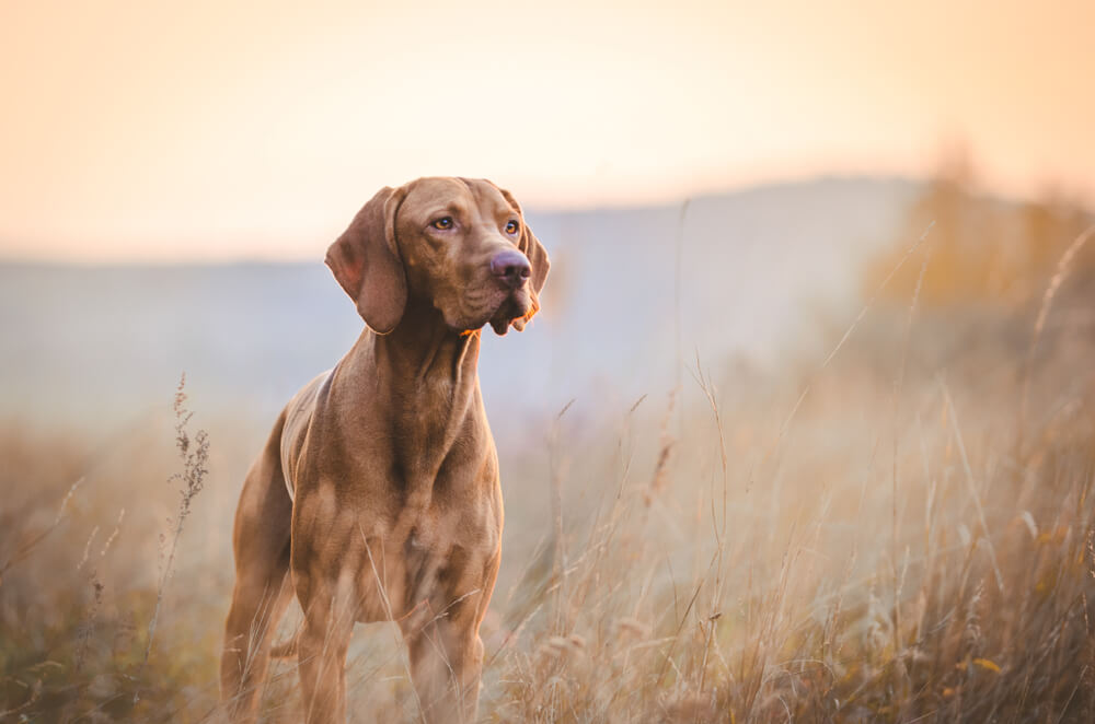 Vizsla Dog Breed: Size, Personality and More