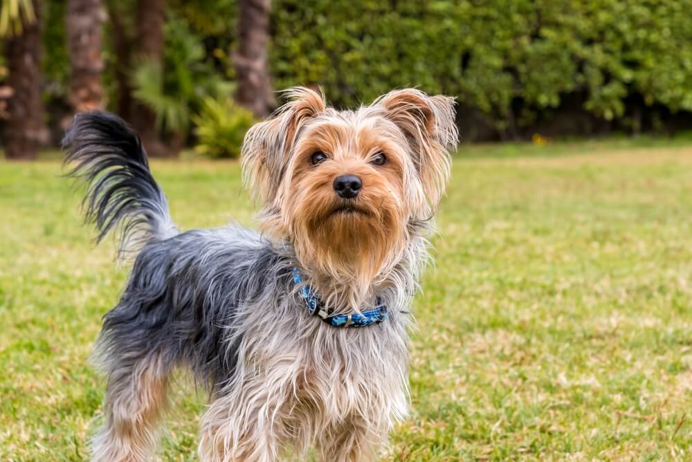 Yorkshire Terrier Dog Breed: Size, Personality and More