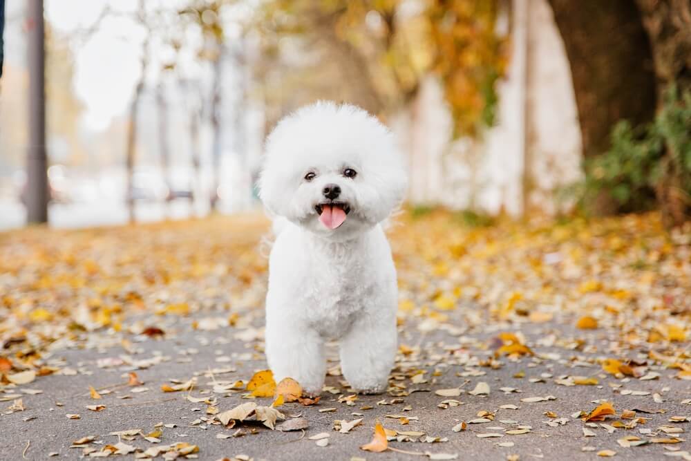 Bichon Frise Dog Breed: Size, Personality and More