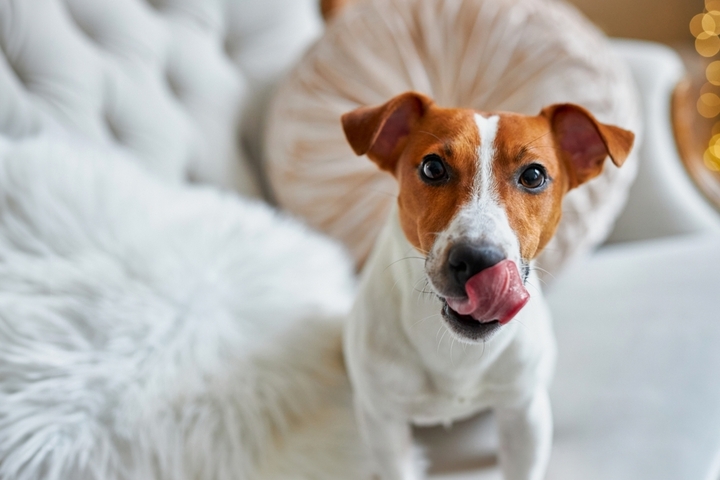 Jack Russell Dog Breed: Size, Personality and More