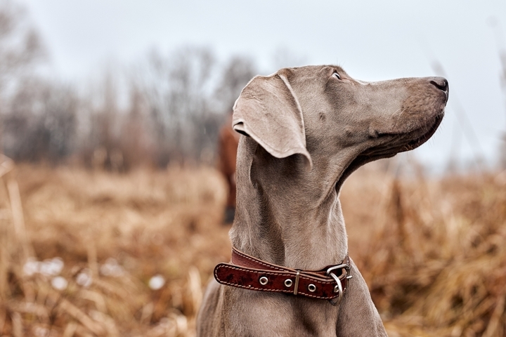 Weimaraners Dog Breed: Size, Personality and More