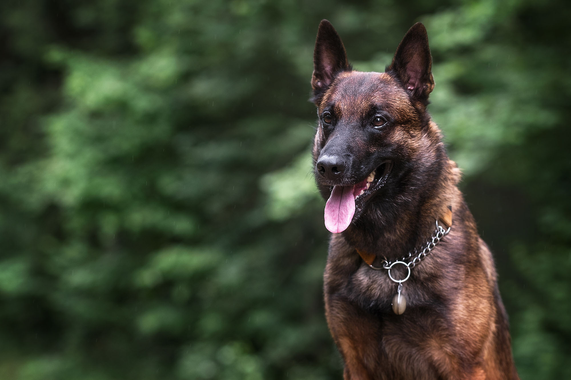 Belgian Malinois Dog Breed: Size, Personality and More