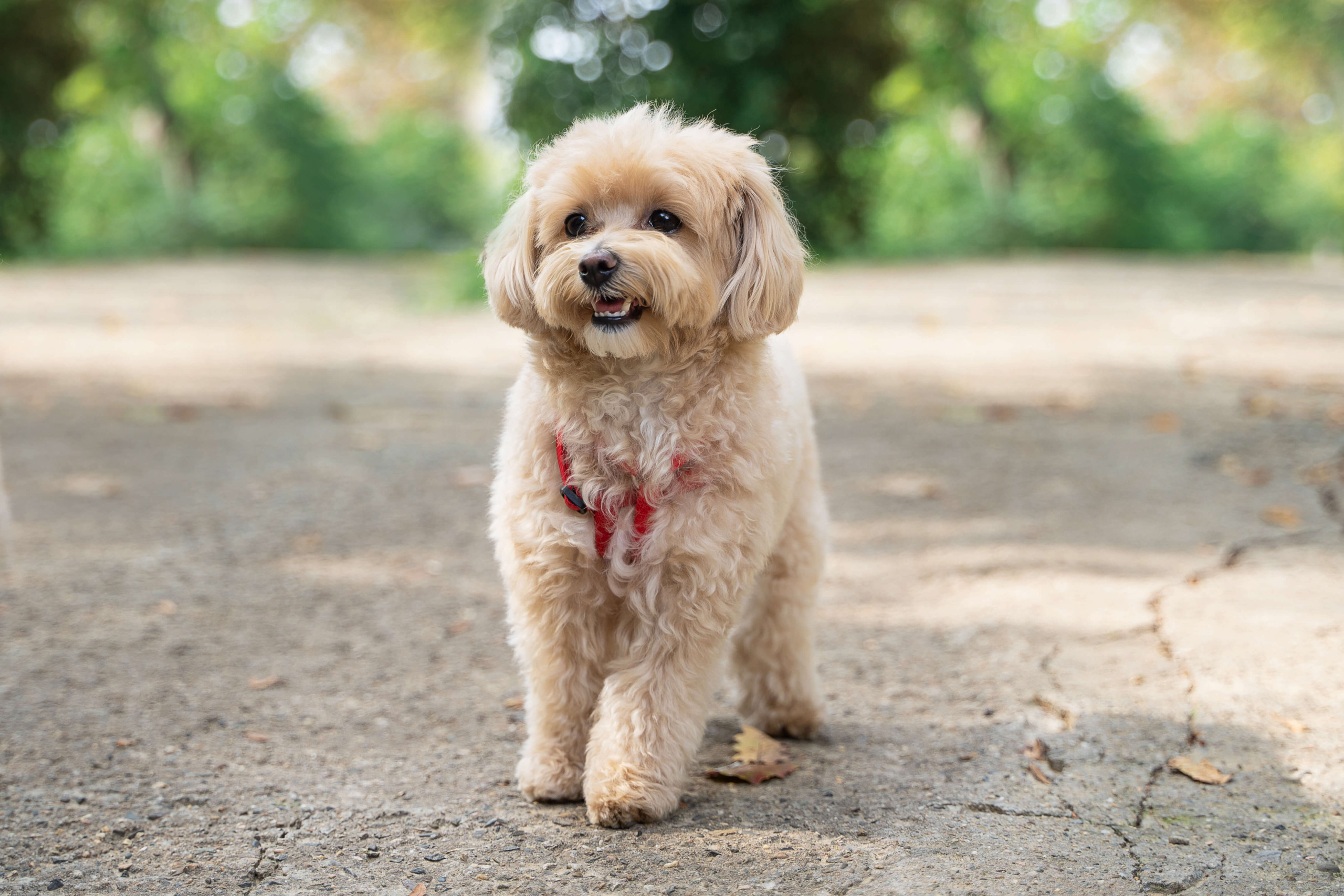 Maltipoo Dog Breed: Size, Personality and More